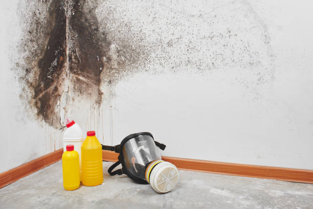 Best White Mold Remediation in Forest Ranch, CA