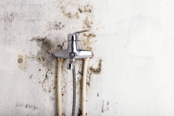 Best Kitchen Mold Remediation in Forest Ranch, CA