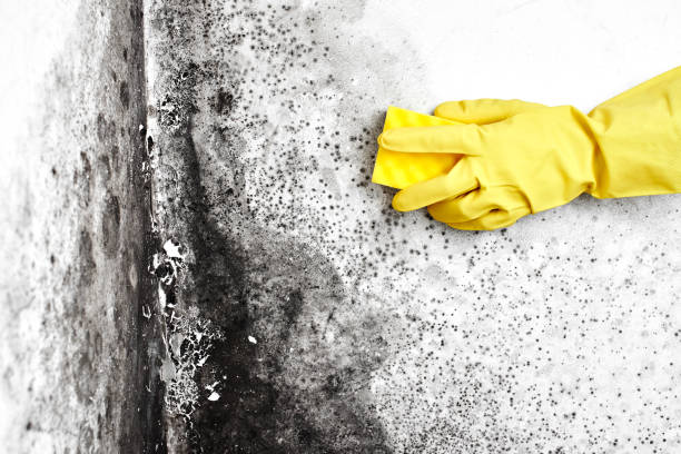 Best Crawl Space Mold Remediation in Forest Ranch, CA