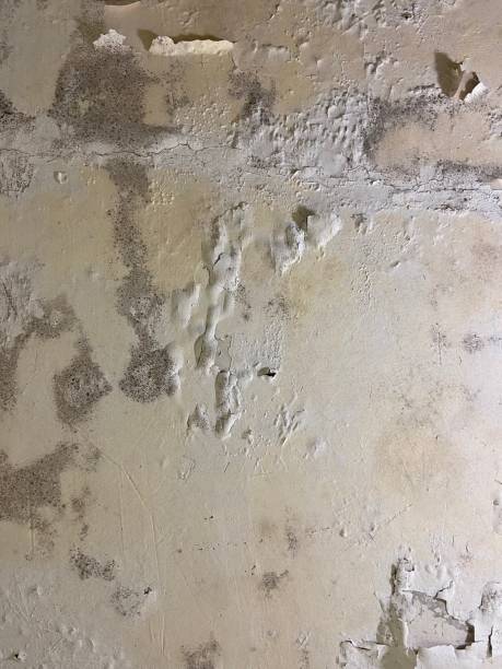 Best DIY Mold Remediation Support Services in Forest Ranch, CA