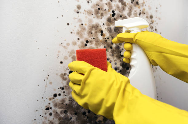 Best Localized Mold Remediation (e.g., coastal areas, humid climates) in Forest Ranch, CA