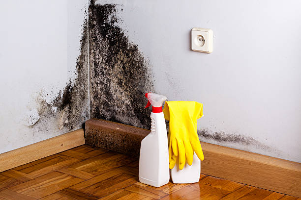 Best Mold Testing and Inspection Services in Forest Ranch, CA