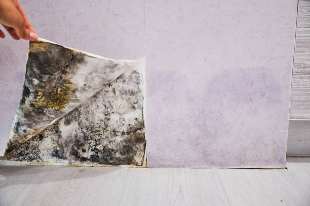 Best Commercial Mold Remediation in Forest Ranch, CA